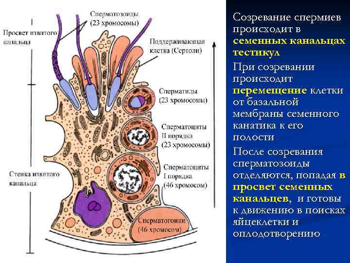 n n n Созревание спермиев происходит в семенных канальцах тестикул При созревании происходит перемещение