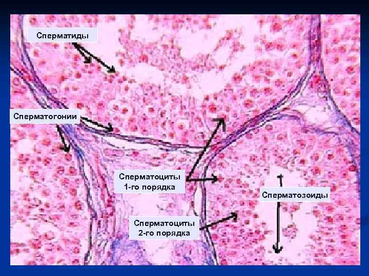 Сперматиды Сперматогонии Сперматоциты 1 -го порядка Сперматоциты 2 -го порядка Сперматозоиды 