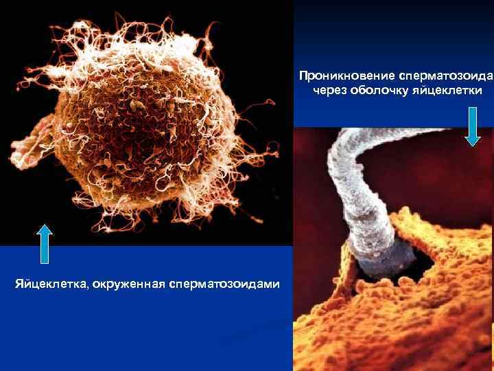 Проникновение сперматозоида через оболочку яйцеклетки Яйцеклетка, окруженная сперматозоидами 