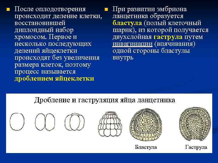 Дробление бластулы образование гаструлы