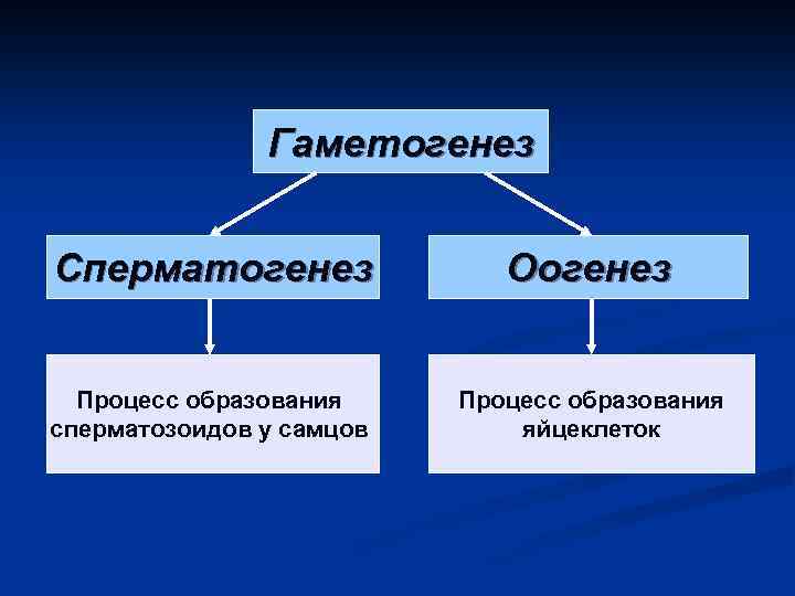 Гаметогенез Сперматогенез Оогенез Процесс образования сперматозоидов у самцов Процесс образования яйцеклеток 