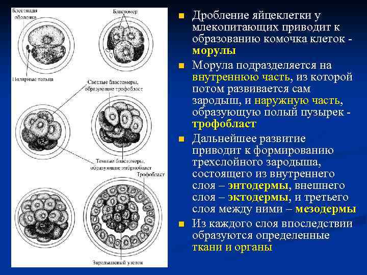 n n Дробление яйцеклетки у млекопитающих приводит к образованию комочка клеток морулы Морула подразделяется