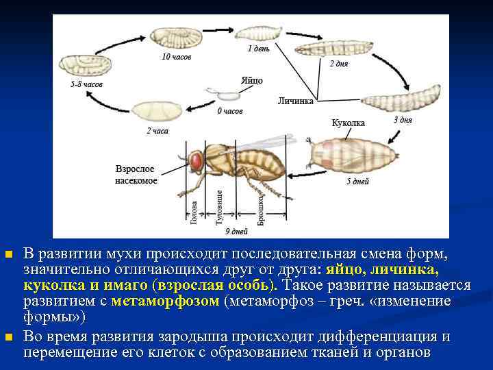 Стадия развития куколка характерна для. Эмбриональное развитие насекомых. Яйцо личинка Имаго(взрослая особь). Яйцо личинка куколка Имаго. Схема развития мухи.