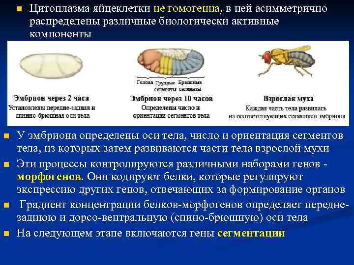 n n n Цитоплазма яйцеклетки не гомогенна, в ней асимметрично распределены различные биологически активные