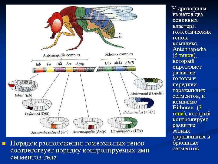 Гены развития дрозофилы