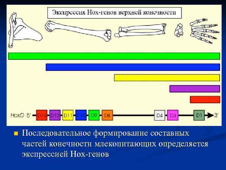 n Последовательное формирование составных частей конечности млекопитающих определяется экспрессией Hox-генов 