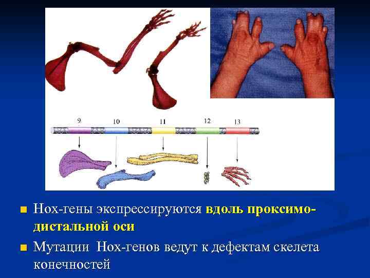 n n Hox-гены экспрессируются вдоль проксимодистальной оси Мутации Hox-генов ведут к дефектам скелета конечностей