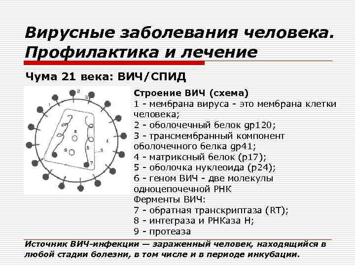 Вирусные заболевания человека. Профилактика и лечение Чума 21 века: ВИЧ/СПИД Строение ВИЧ (схема) 1