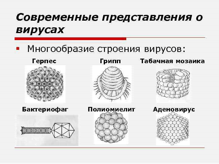 Современные представления о вирусах § Многообразие строения вирусов: Герпес Грипп Табачная мозаика Бактериофаг Полиомиелит