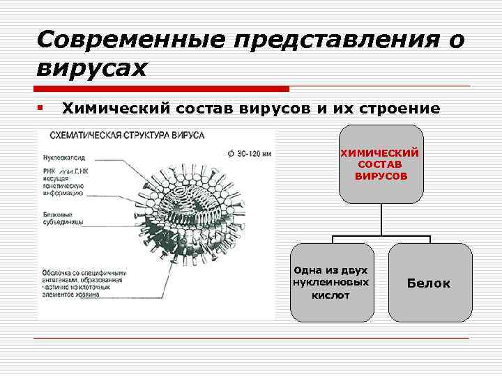 Современные представления о вирусах § Химический состав вирусов и их строение ХИМИЧЕСКИЙ СОСТАВ ВИРУСОВ