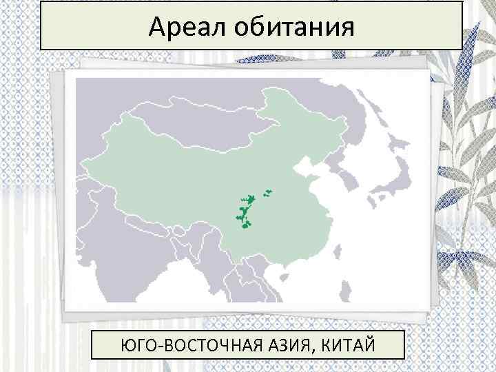 Панда ареал