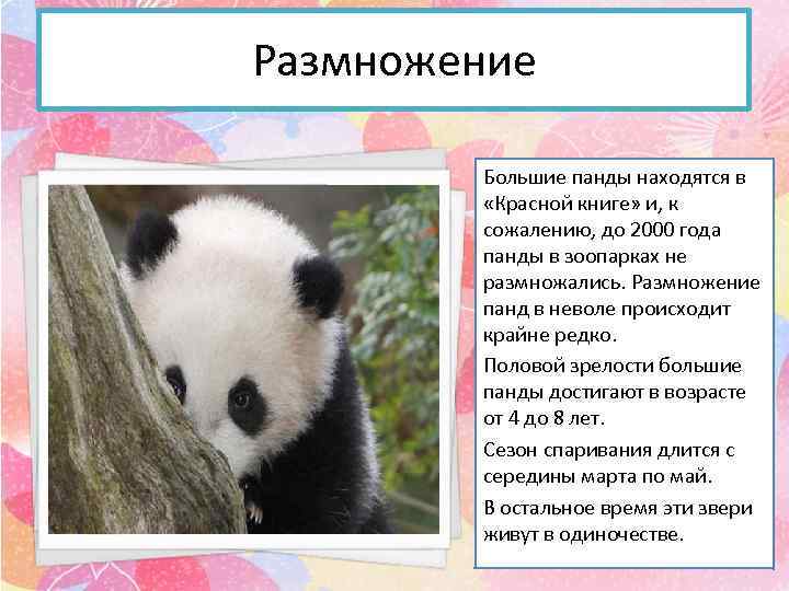 Размножение Большие панды находятся в «Красной книге» и, к сожалению, до 2000 года панды