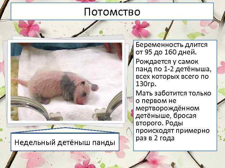 Потомство Недельный детёныш панды Беременность длится от 95 до 160 дней. Рождается у самок