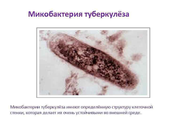 Микобактерия туберкулёза Микобактерии туберкулёза имеют определённую структуру клеточной стенки, которая делает их очень устойчивыми