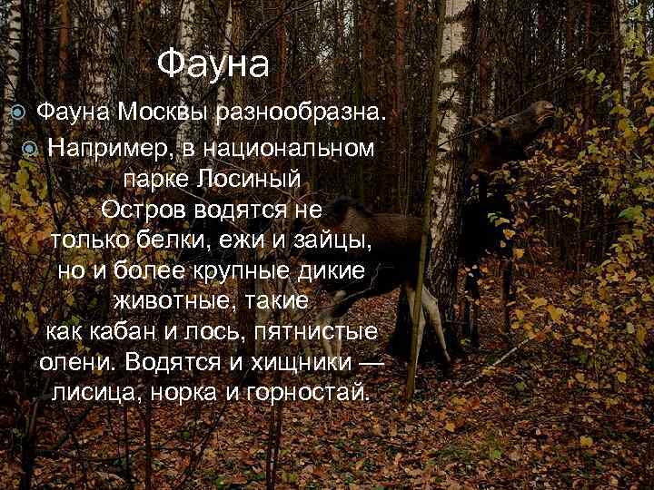 Фауна Москвы разнообразна. Например, в национальном парке Лосиный Остров водятся не только белки, ежи