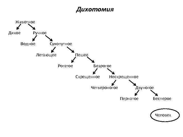 Дихотомическая картина мира