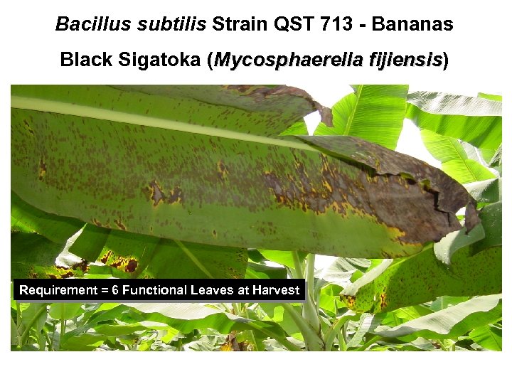 Bacillus subtilis Strain QST 713 - Bananas Black Sigatoka (Mycosphaerella fijiensis) fijiensis Requirement =