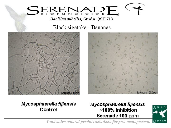 Bacillus subtilis, Strain QST 713 Black sigatoka - Bananas Mycosphaerella fijiensis Control Mycosphaerella fijiensis