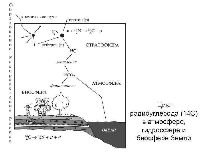 Цикл радиоуглерода (14 С) в атмосфере, гидросфере и биосфере Земли 