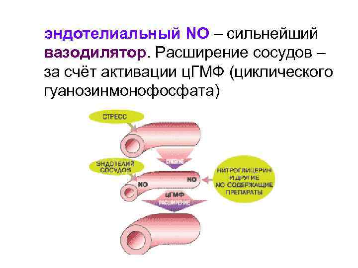 эндотелиальный NO – сильнейший вазодилятор. Расширение сосудов – за счёт активации ц. ГМФ (циклического