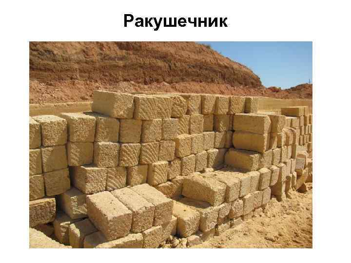 Ракушечник 