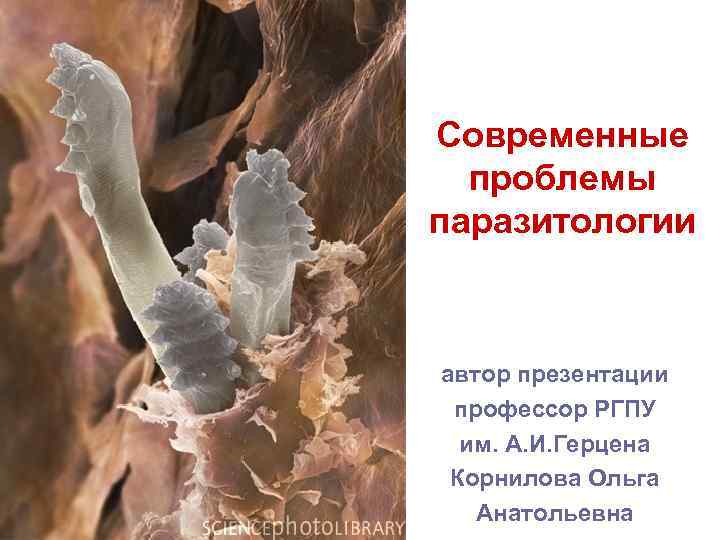 Современные проблемы паразитологии автор презентации профессор РГПУ им. А. И. Герцена Корнилова Ольга Анатольевна