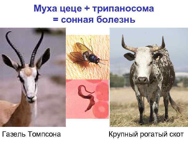 Муха цеце + трипаносома = сонная болезнь Газель Томпсона Крупный рогатый скот 