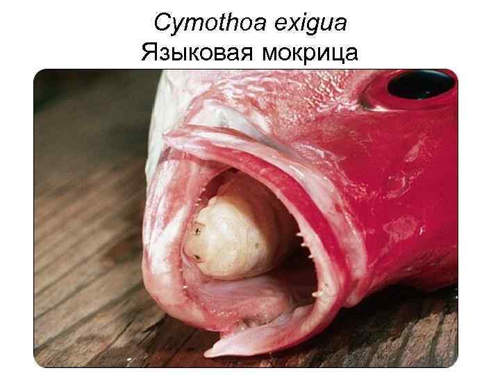 Cymothoa exigua Языковая мокрица 
