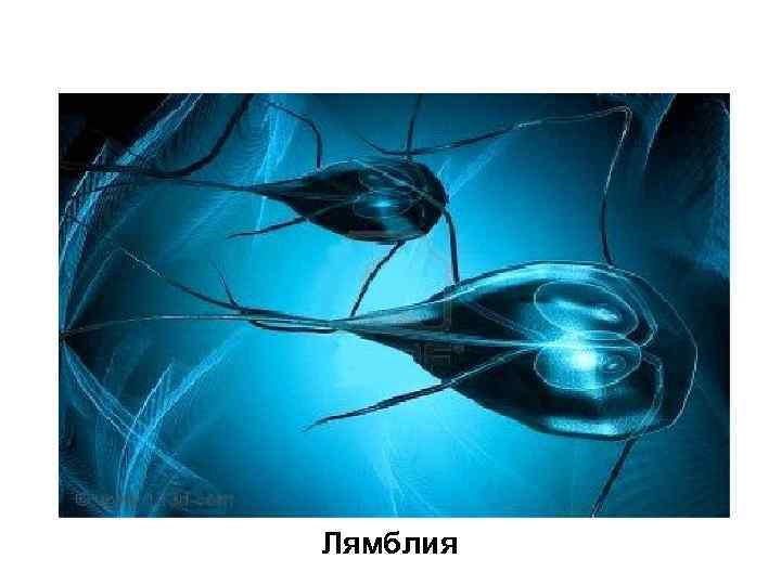 Лямблия 
