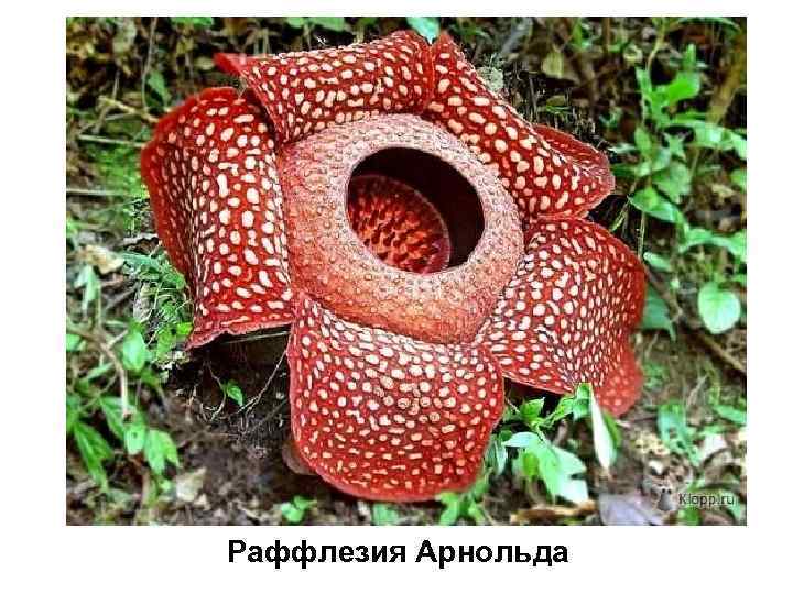 Раффлезия Арнольда 