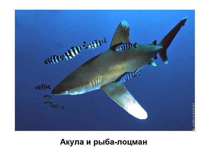 Акула и рыба-лоцман 