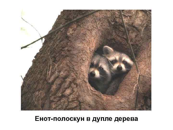 Енот-полоскун в дупле дерева 