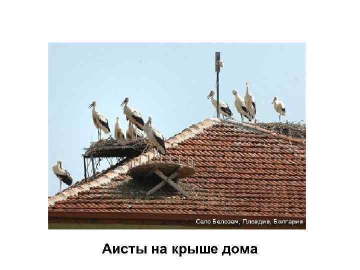 Аисты на крыше дома 