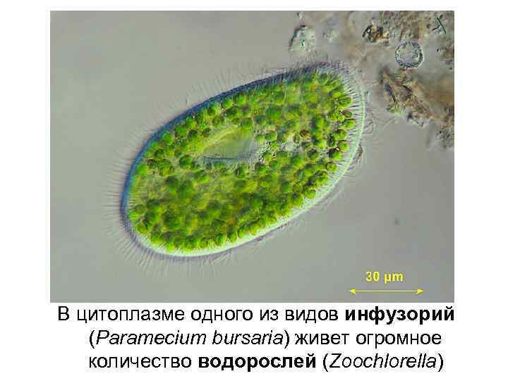 В цитоплазме одного из видов инфузорий (Paramecium bursaria) живет огромное количество водорослей (Zoochlorella) 