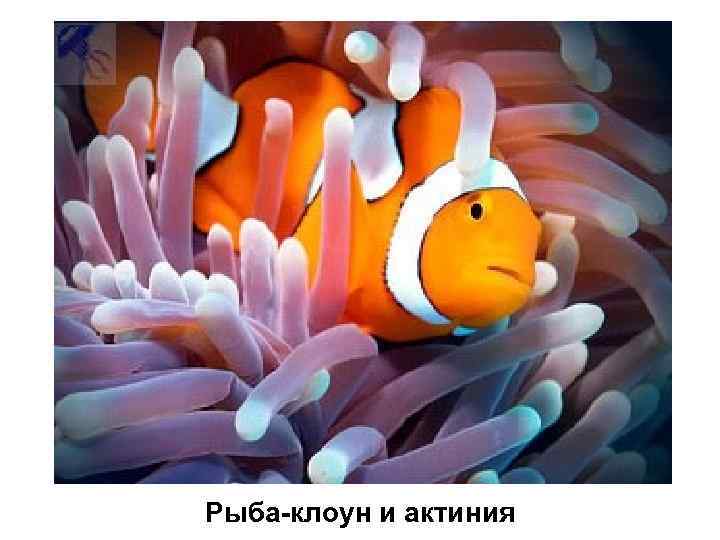 Рыба-клоун и актиния 