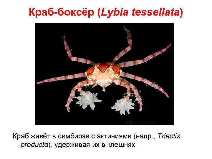 Краб-боксёр (Lybia tessellata) Краб живёт в симбиозе с актиниями (напр. , Triactis producta), удерживая