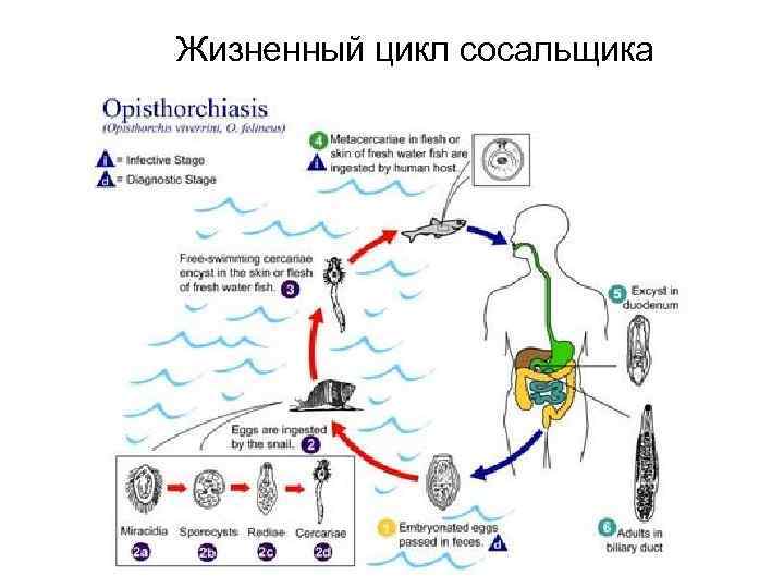 Жизненный цикл сосальщика 