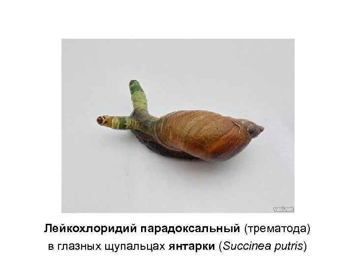 Лейкохлоридий парадоксальный (трематода) в глазных щупальцах янтарки (Succinea putris) 