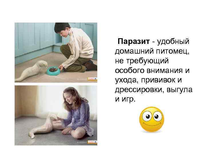 Паразит - удобный домашний питомец, не требующий особого внимания и ухода, прививок и дрессировки,