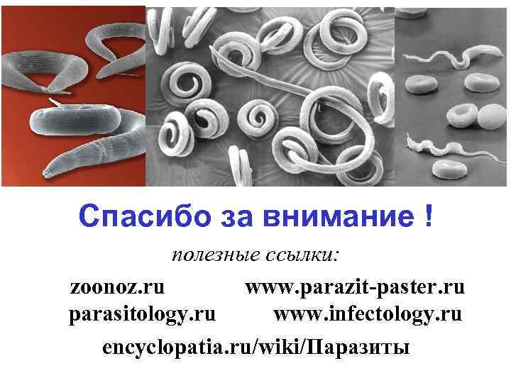 Спасибо за внимание ! полезные ссылки: zoonoz. ru www. parazit-paster. ru parasitology. ru www.