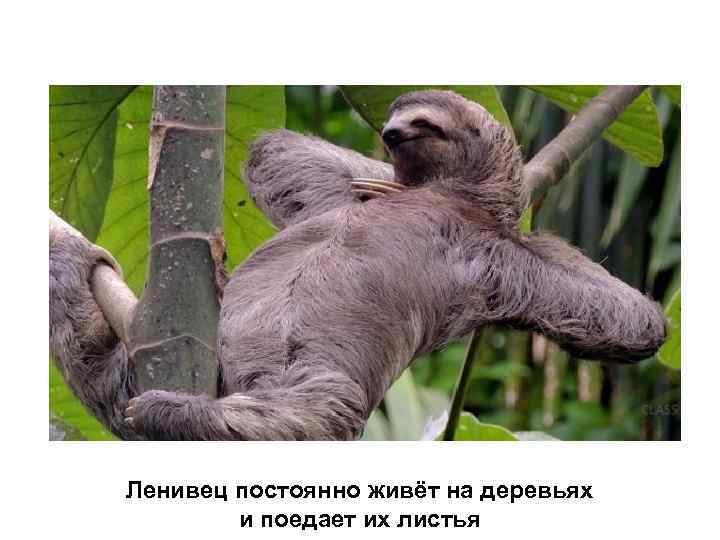Ленивец постоянно живёт на деревьях и поедает их листья 