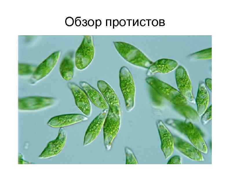 Обзор протистов 