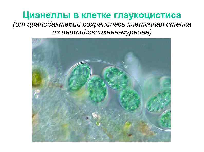 Цианобактерии клеточная стенка. Цианеллы. Цианобактерии Тип питания. Бесполое размножение цианобактерий.