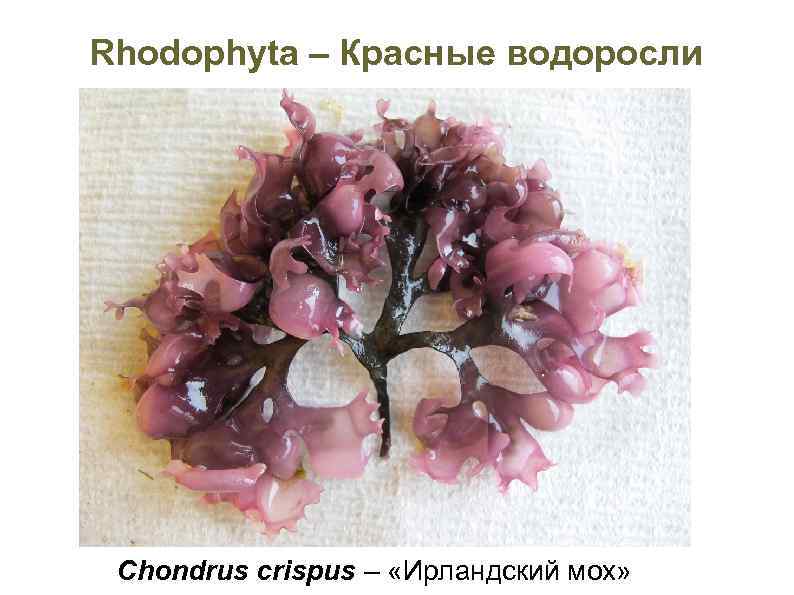 Rhodophyta – Красные водоросли Chondrus crispus – «Ирландский мох» 