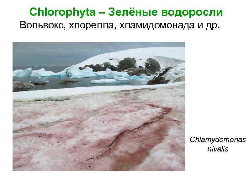 Chlorophyta – Зелёные водоросли Вольвокс, хлорелла, хламидомонада и др. Chlamydomonas nivalis 