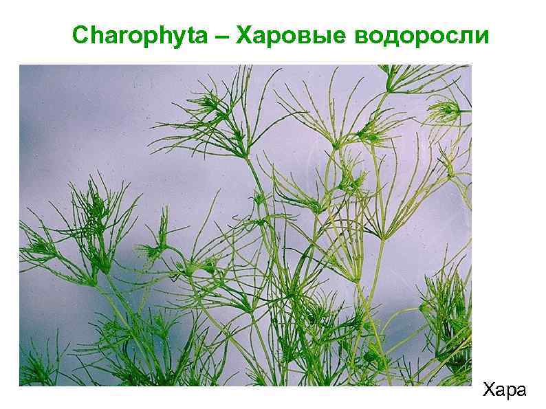 Charophyta – Харовые водоросли Хара 