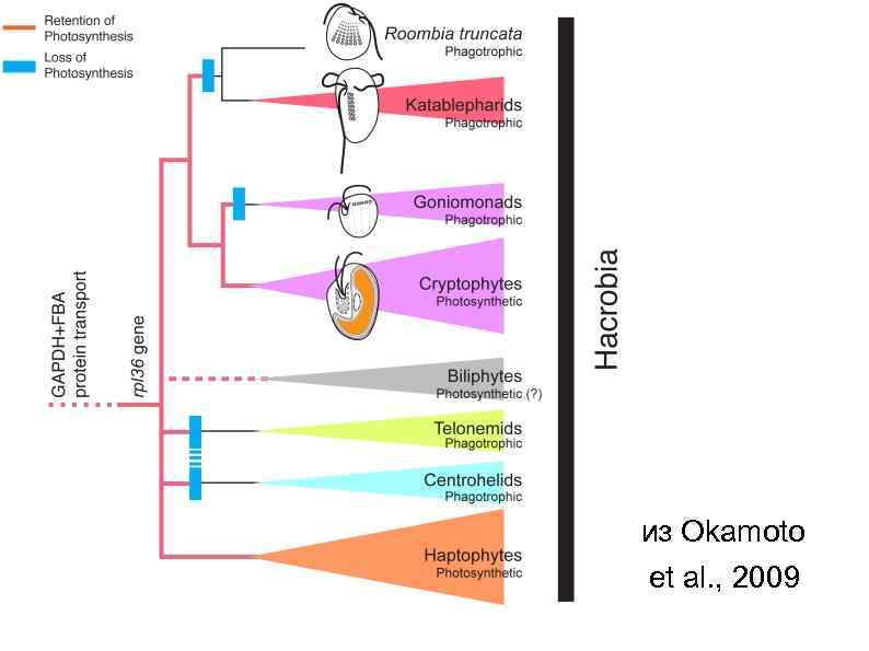 из Okamoto et al. , 2009 