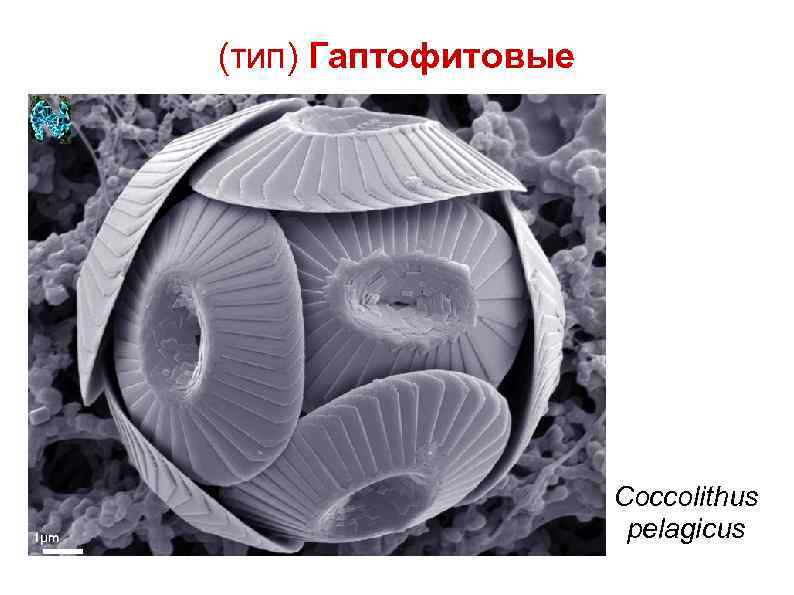 (тип) Гаптофитовые Coccolithus pelagicus 