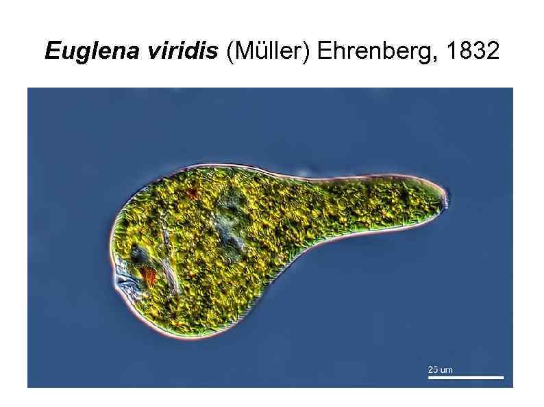 Euglena viridis (Müller) Ehrenberg, 1832 