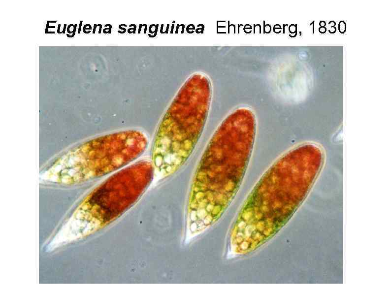 Euglena sanguinea Ehrenberg, 1830 